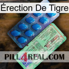 Érection De Tigre new02